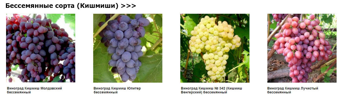 Лучшие сорта винограда кишмиш для средней полосы россии с фото и описанием