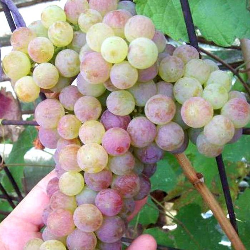 Мадлен мускатный виноград